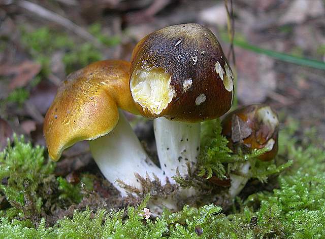 Tricholoma clavocystis